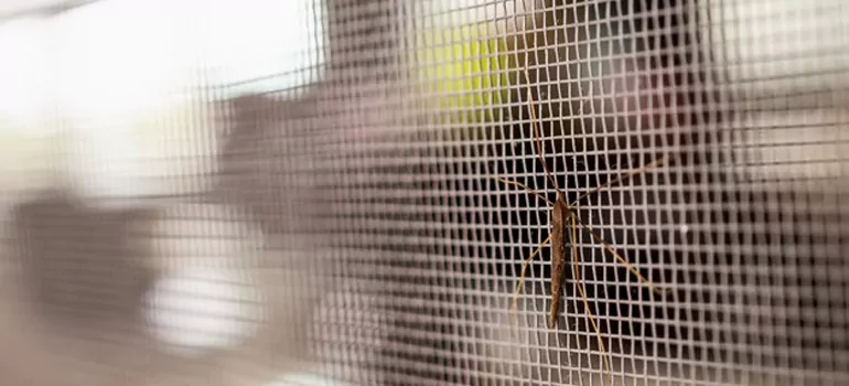 Repair Mosquito Mesh For Windows in North Miami Beach, FL